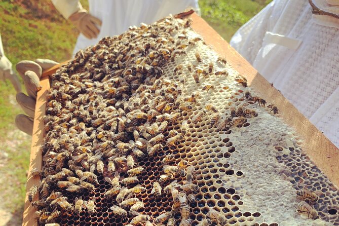 Reagan’s Honey Beekeeping Adventure - Who will enjoy this two-hour outing