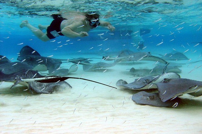 Starfish Point, Stingray City & Coral Garden (3-STOP Adventure) - Key points to know before you book