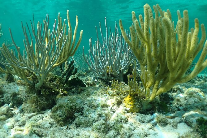 Starfish Point, Stingray City & Coral Garden (3-STOP Adventure) - The crew makes the difference