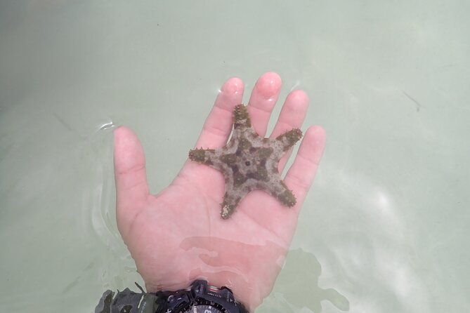 Starfish Point, Stingray City & Coral Garden (3-STOP Adventure) - Who will get the most from this tour