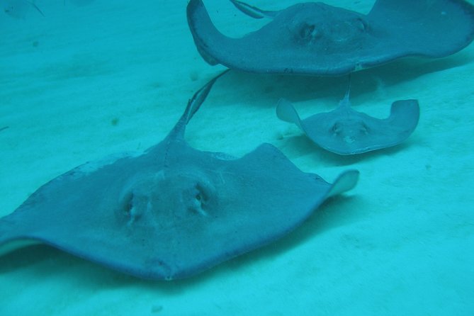 Starfish Point, Stingray City-Sandbar & Coral Gardens - Cruise passengers need to plan around tender boats