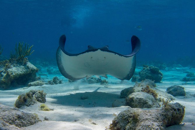Starfish Point, Stingray City-Sandbar & Coral Gardens - What can go wrong, and how to prepare