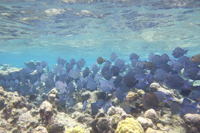 Starfish Point, Stingray City-Sandbar & Coral Gardens - Coral Gardens gives you a quick look below the surface