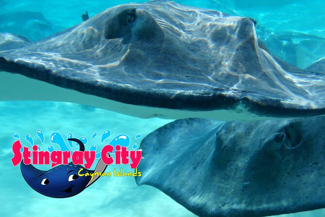 Stingray City and Starfish Experience with Coral Reef Snorkeling - Coral Gardens and the reef stop