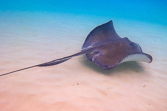 Stingray City Catamaran Sunset Tour - What the crew adds to the experience
