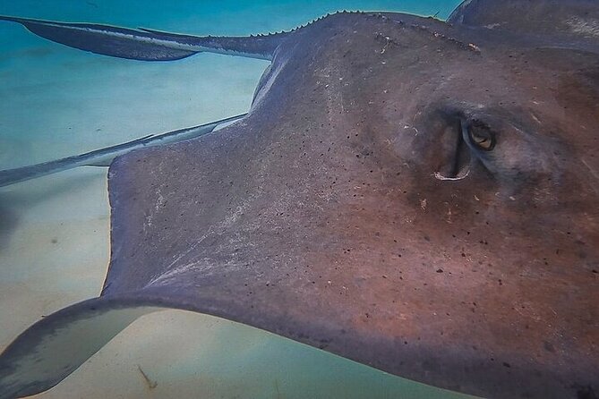 Stingray City Catamaran Sunset Tour - Who should book this catamaran trip?