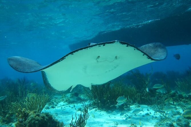 Stingray City Experience Plus One Snorkeling Stop - Why the early departure can improve the experience