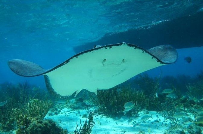 Stingray City Experience Plus One Snorkeling Stop - Getting there from a hotel or cruise ship