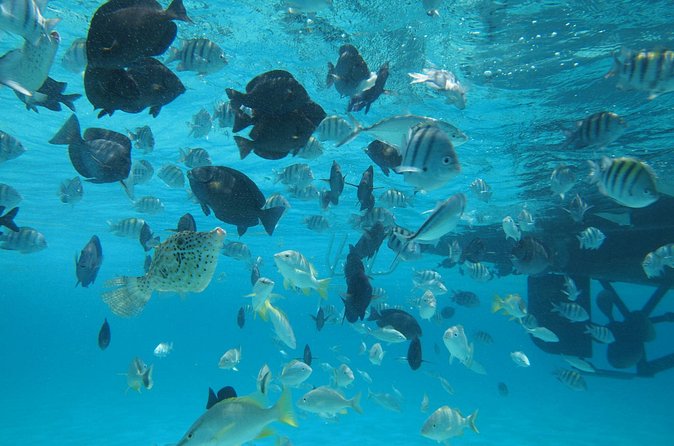 Stingray City Experience Plus One Snorkeling Stop - What the $75 price really includes