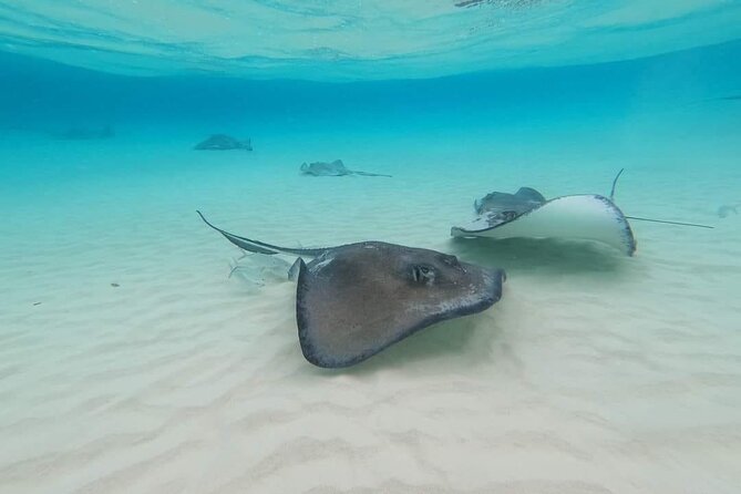 Stingray City Experience Plus Two Snorkeling spots Private Boat - Starfish Point: beautiful, but nature sets the numbers