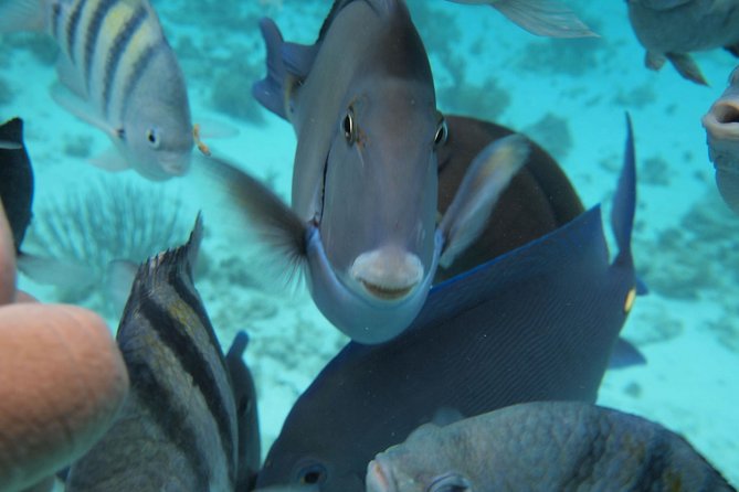 Stingray City Experience Plus Two Snorkeling Stops on Grand Cayman - Key points to know before you book