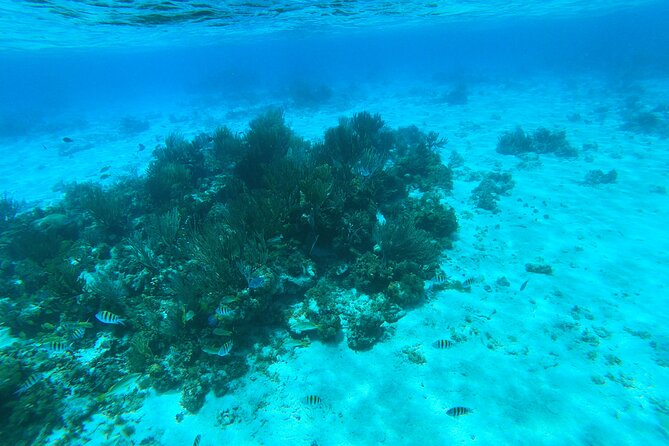 Stingray City, Star fish Point and Snorkeling Private Boat Tour - Rum Point lunch can make the day feel local