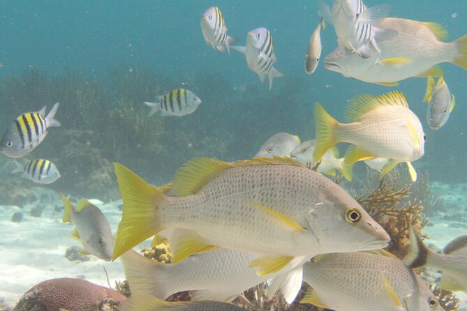 Stingray Sandbar, Snorkeling, and Starfish Point - Why Stingray City makes this Grand Cayman trip special