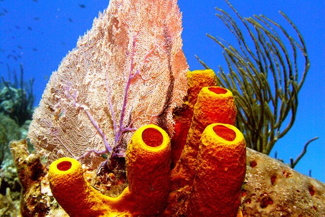 Stingray Sandbar, Snorkeling, and Starfish Point - The boat ride and group size matter