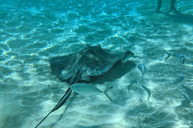 Stingray Sandbar, Snorkeling, and Starfish Point - What is included for $63