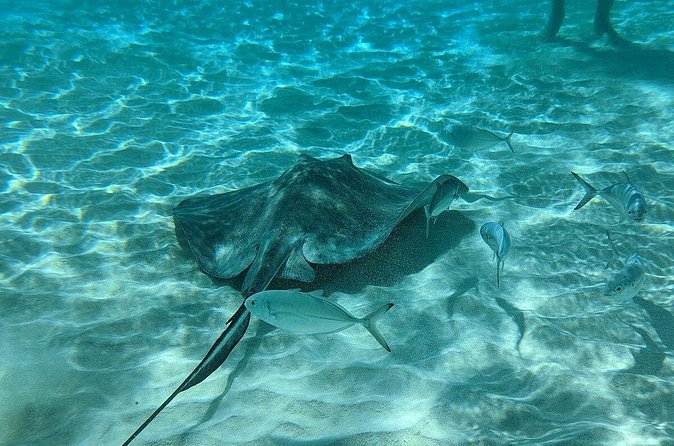 Stingray Sandbar, Snorkeling, and Starfish Point - Who should book this excursion